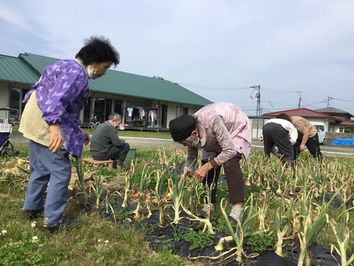 玉ねぎの収穫